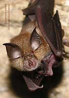 R. hipposideros, by L. Godlevska